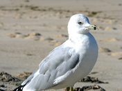 Cape Cod National Seashore