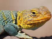 Flat Iron Mesa, BLM Moab Utah