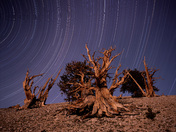Inyo National Forest