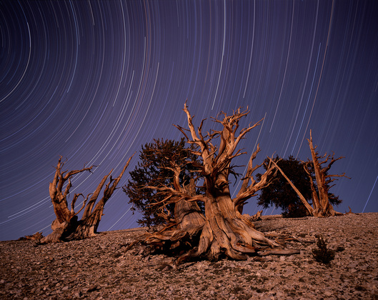 Inyo National Forest
