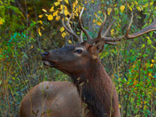 Smokie Mountains National Park