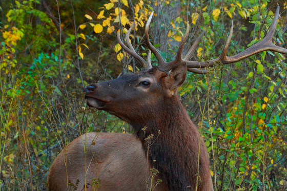 Smokie Mountains National Park