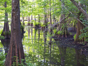 Bogue Chitto National Wildlife Refuge