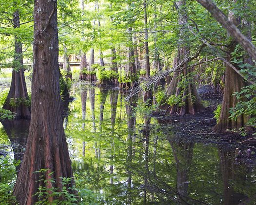 Bogue Chitto National Wildlife Refuge