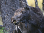 Teton National Forrest 
