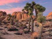 Joshua Tree National Park