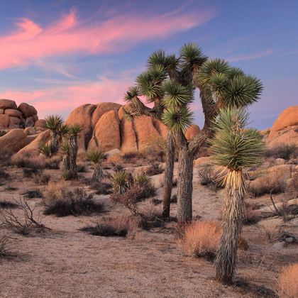 Joshua Tree National Park