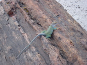 Petrified Forest National Park