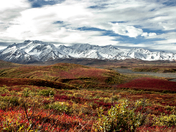Denali National Park