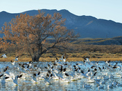 Bosque del Apache National Wildlife Refuge