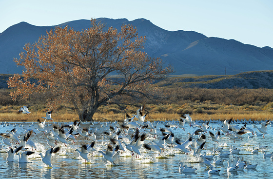Bosque del Apache National Wildlife Refuge