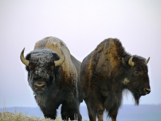Yellowstone National Park