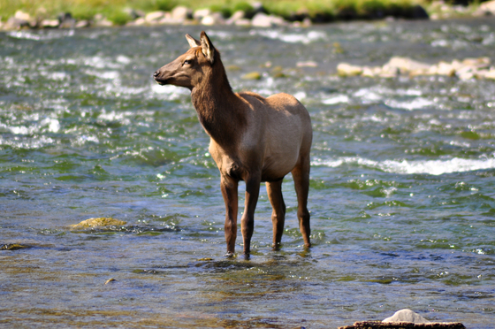 Yellowstone
