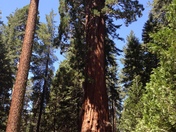 Sequoia National Forest