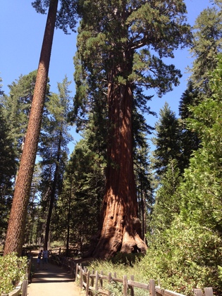 Sequoia National Forest