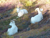 Denali National Park