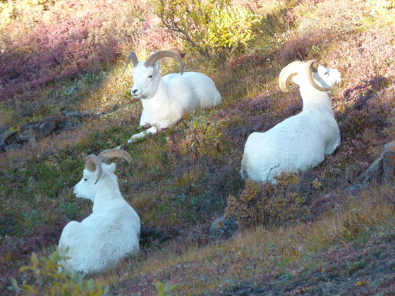 Denali National Park