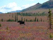 Denali National Park