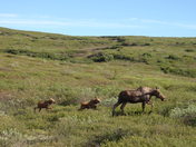 Denali National Park