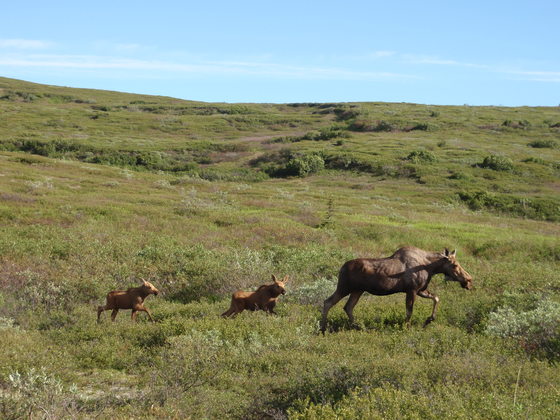 Denali National Park