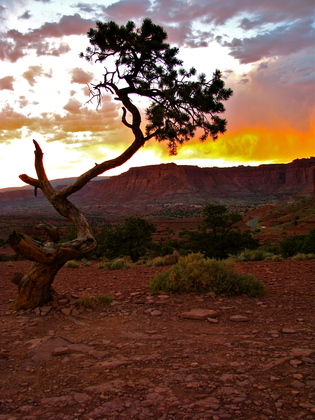 Capitol Reef National Park