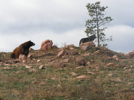YellowStone
