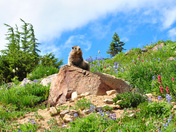 Mount Rainier National Park