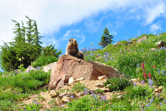 Mount Rainier National Park