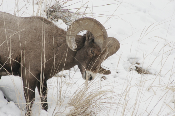 Yellowstone National Park