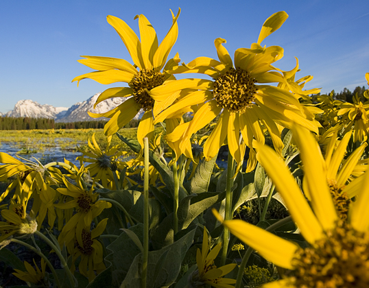 Grand Tetons National Park