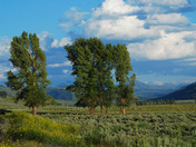 Yellowstone National Park