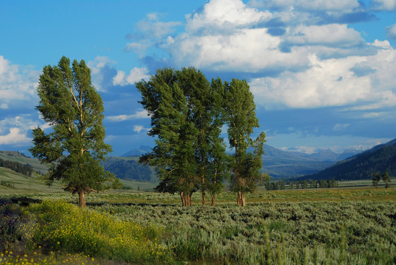 Yellowstone National Park