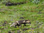Denali National Park