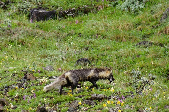 Denali National Park
