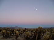 Joshua Tree National Park