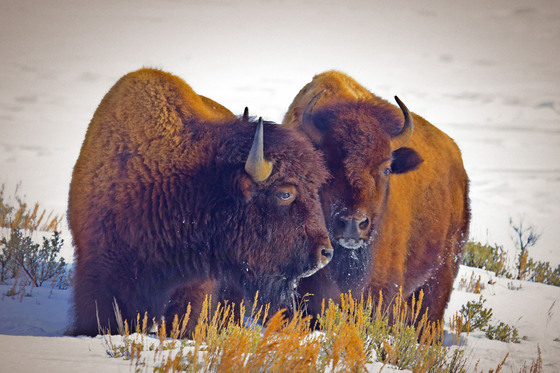 Yellowstone National Park