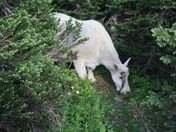 Glacier National Park