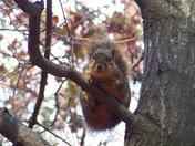 Hoosier National Forest