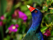 Big Cypress National Preserve