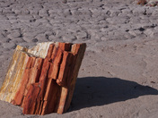 Petrified Forest National Park