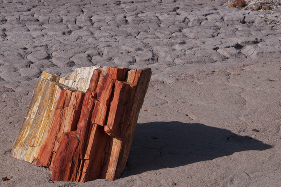 Petrified Forest National Park