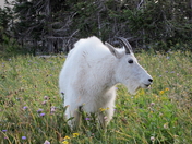 Glacier National Park