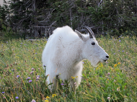 Glacier National Park