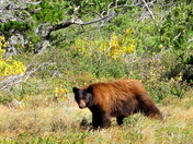 Glacier National Park
