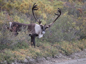 Denali National Park And Preserve