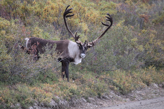 Denali National Park And Preserve