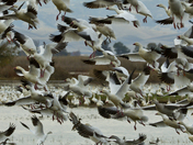 Sacramento National Wildlife Refuge