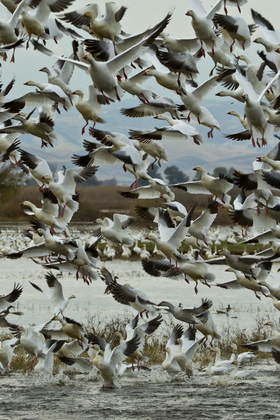 Sacramento National Wildlife Refuge