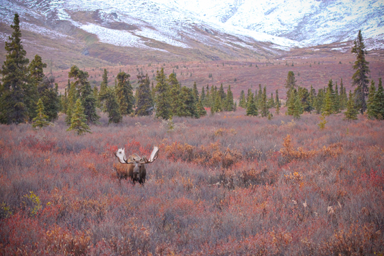 Denali
