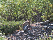 Denali National Park And Preserve